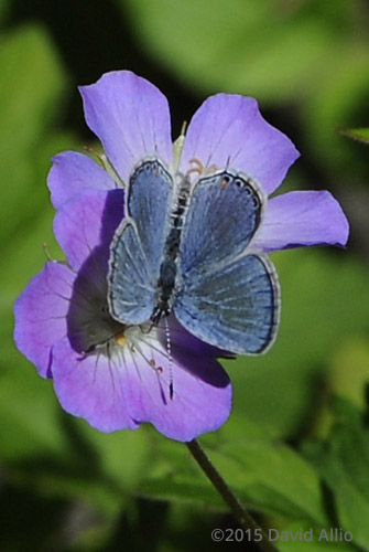 Lycaenidae Everes comyntas Eastern Tailed Blue Geraniaceae Spotted Wild Geranium maculatum